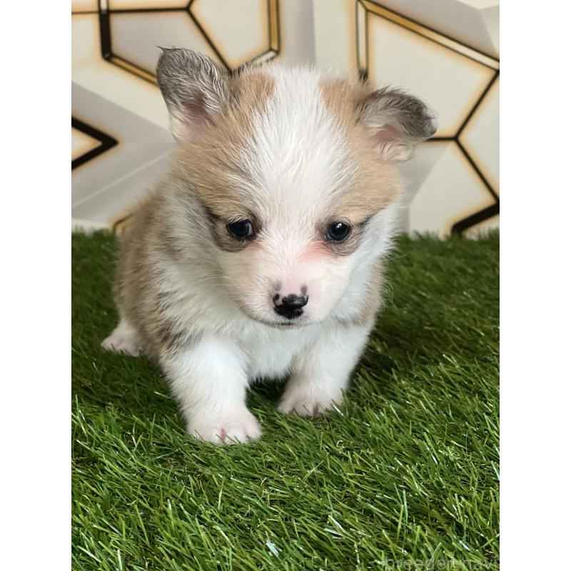販売中の静岡県のウェルシュコーギーペンブローク-435737の4枚目