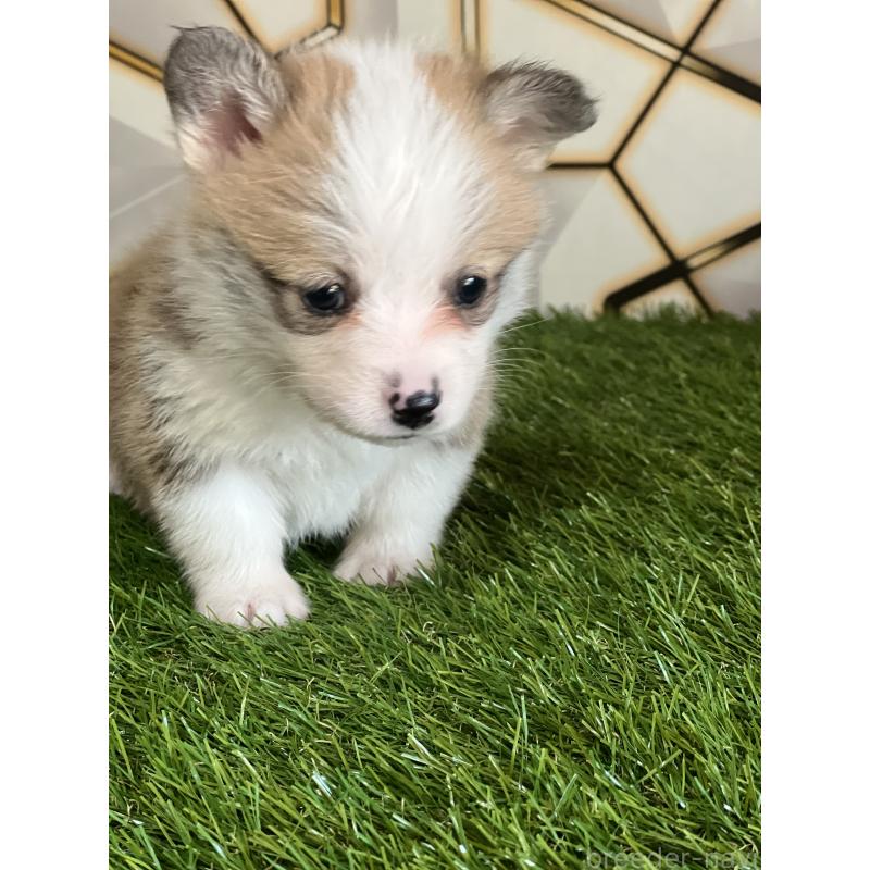 販売中の静岡県のウェルシュコーギーペンブローク-435737の3枚目