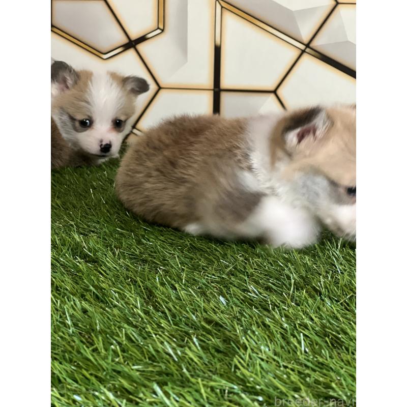 販売中の静岡県のウェルシュコーギーペンブローク-435737の2枚目