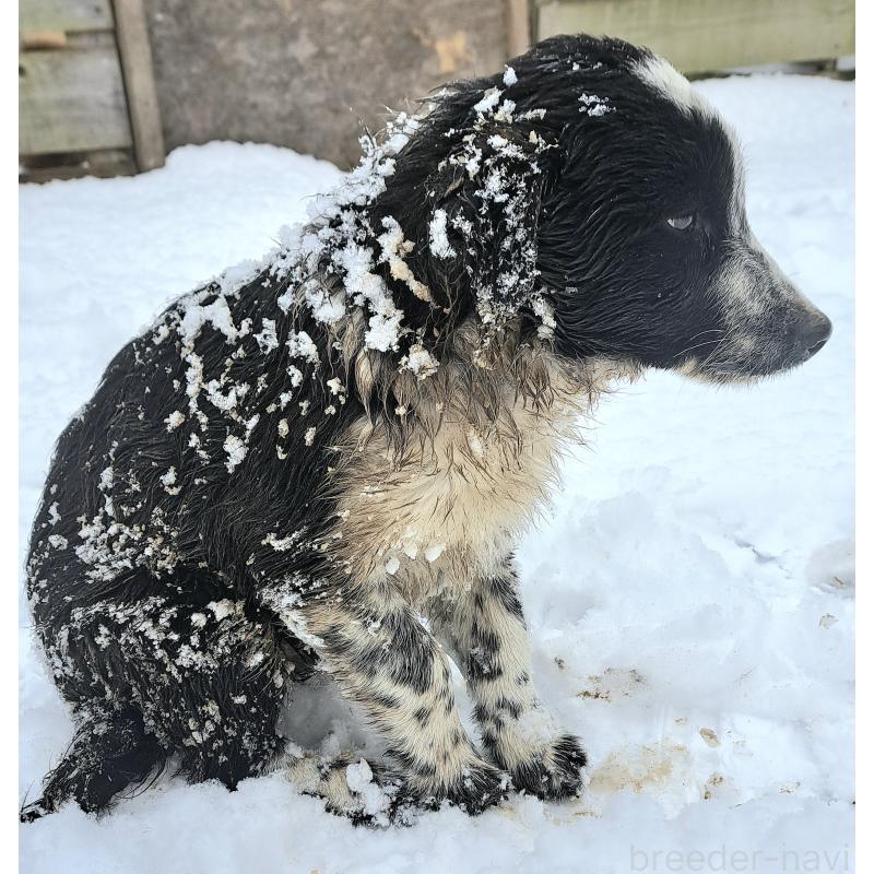 成約済の千葉県のボーダーコリー-431115の6枚目