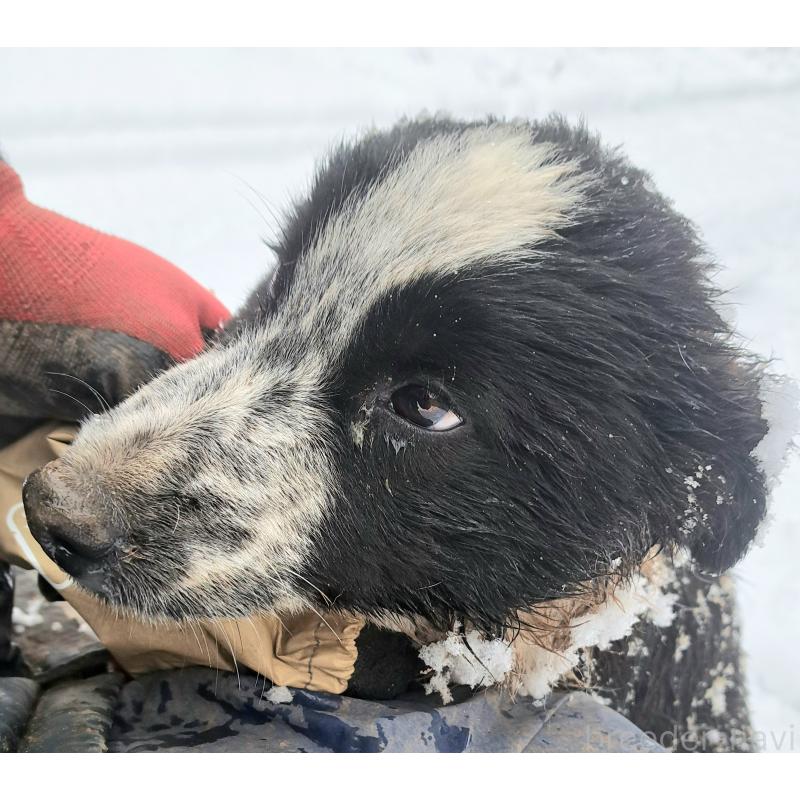 成約済の千葉県のボーダーコリー-431115の5枚目