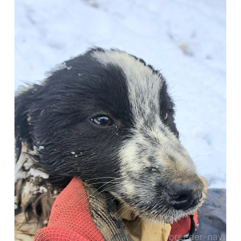 成約済の千葉県のボーダーコリー-431115の3枚目