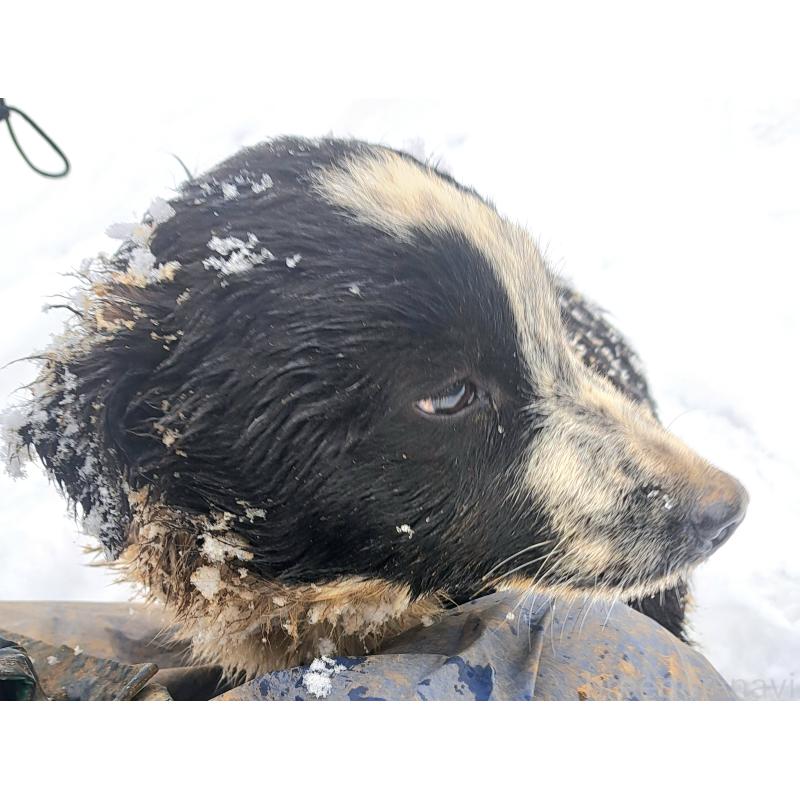 成約済の千葉県のボーダーコリー-431115の1枚目