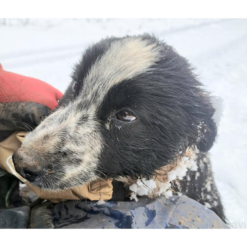 成約済の千葉県のボーダーコリー-431115の2枚目