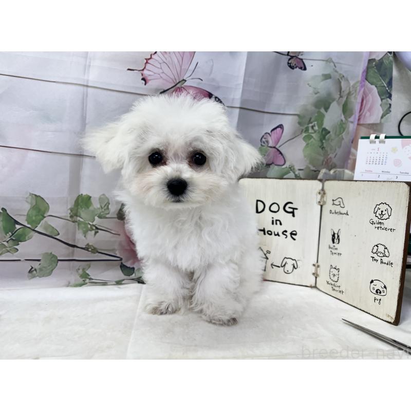 販売中の愛知県のビションフリーゼ-436346の3枚目