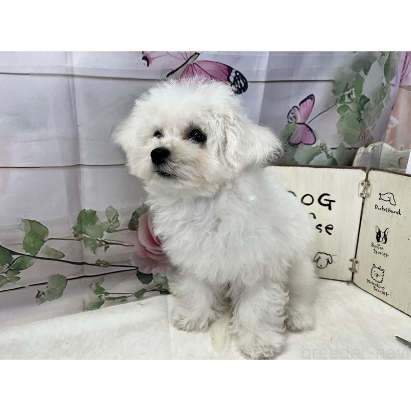 販売中の愛知県のビションフリーゼ-436346の2枚目