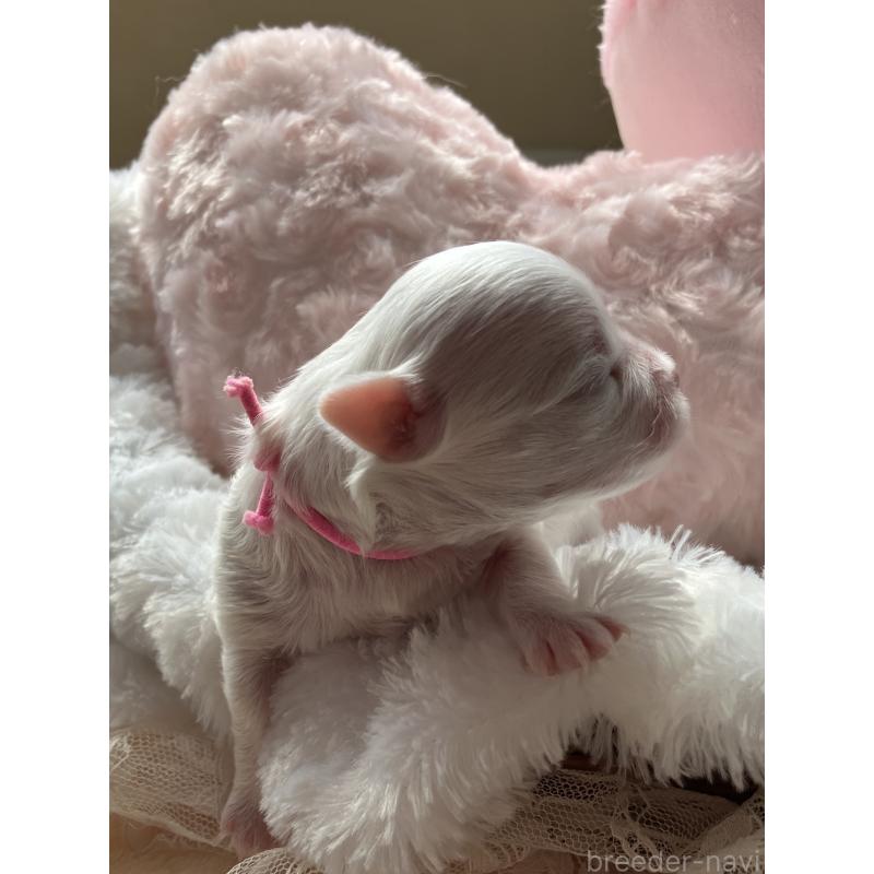 販売中の岐阜県のマルチーズ-444779の2枚目