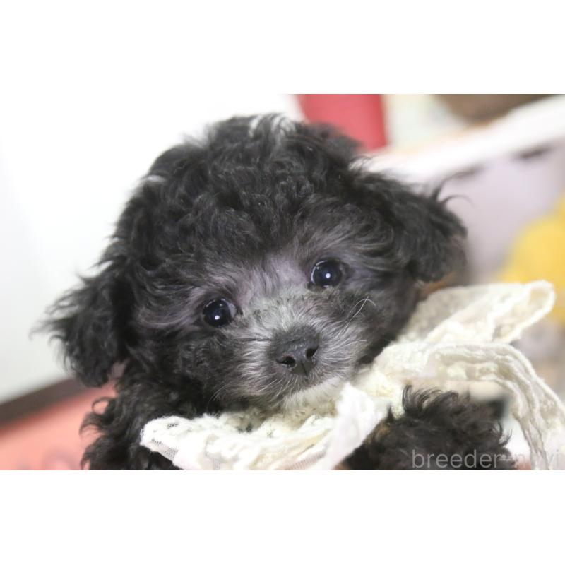 販売中の広島県のティーカッププードル-444781の6枚目