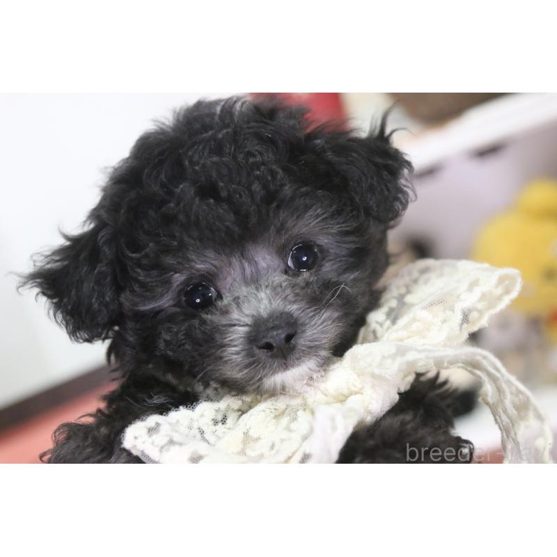 販売中の広島県のティーカッププードル-444781の5枚目