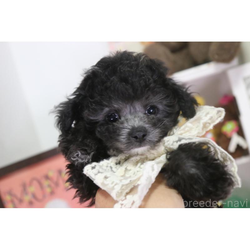 販売中の広島県のティーカッププードル-444781の4枚目