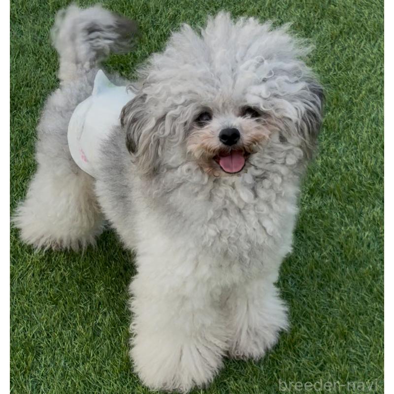 販売中の広島県のティーカッププードル-444781の2枚目