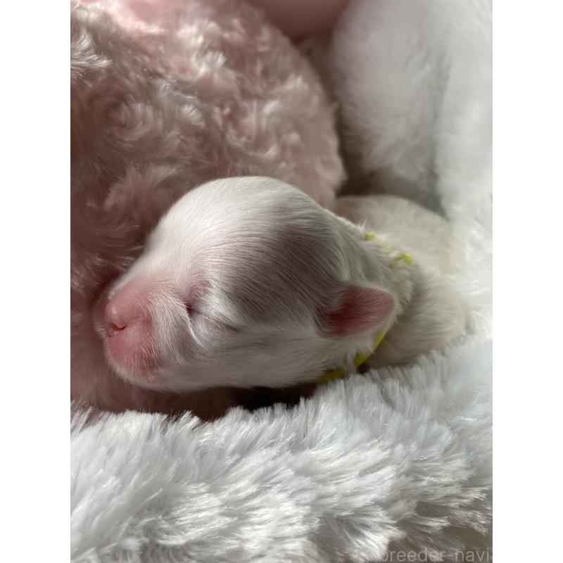 販売中の岐阜県のマルチーズ-444782の4枚目