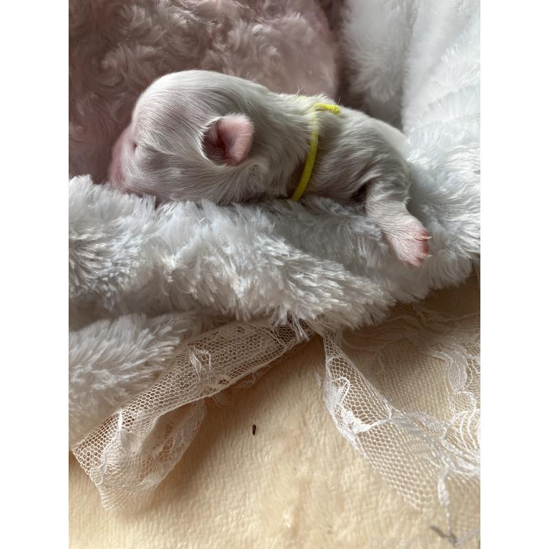 販売中の岐阜県のマルチーズ-444782の3枚目