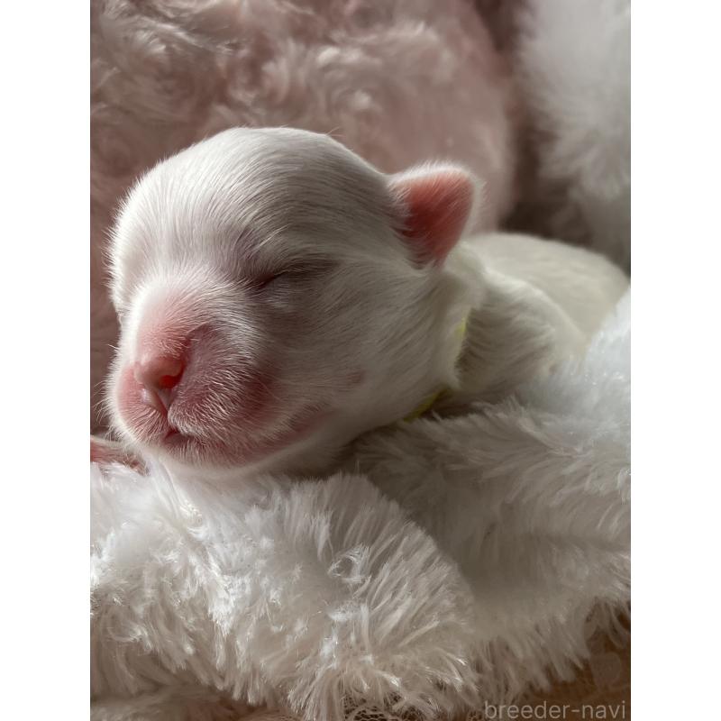 販売中の岐阜県のマルチーズ-444782の2枚目