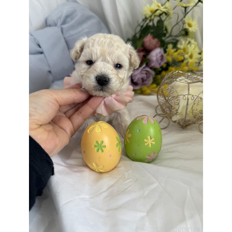 販売中の兵庫県のビションプー:ビションフリーゼ×トイプードル-442037