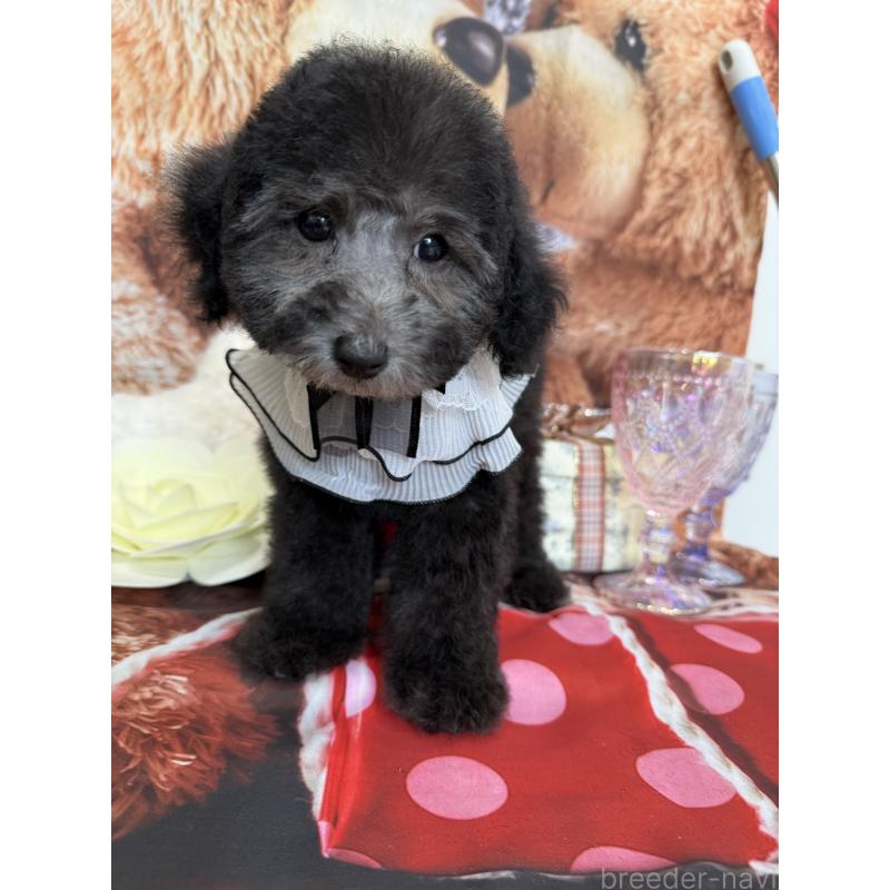 販売中の兵庫県のタイニープードル-432622