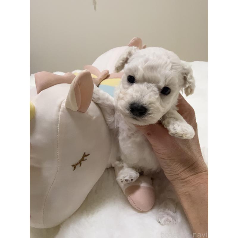 販売中の兵庫県のビションプー:ビションフリーゼ×トイプードル-442019