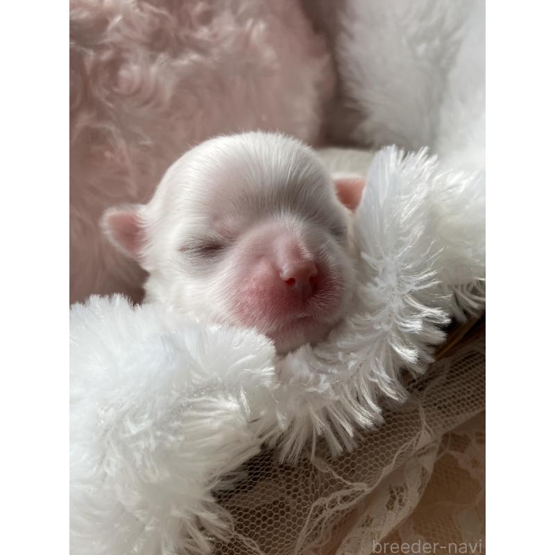 販売中の岐阜県のマルチーズ-444783の5枚目