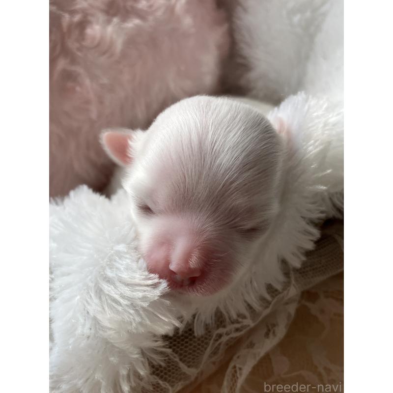 販売中の岐阜県のマルチーズ-444783の4枚目