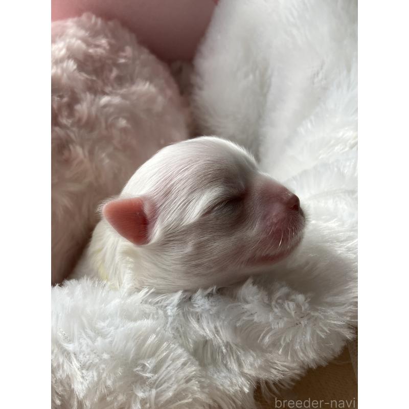 販売中の岐阜県のマルチーズ-444783の3枚目