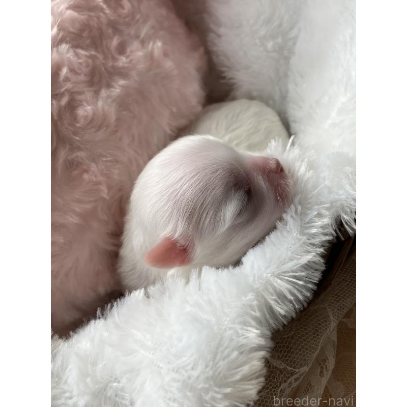 販売中の岐阜県のマルチーズ-444783の2枚目