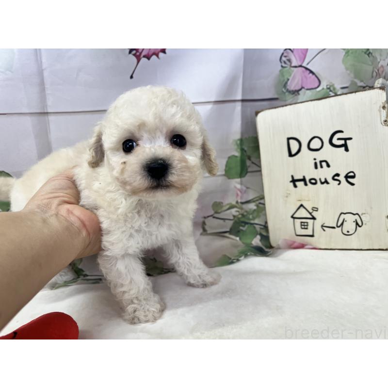 販売中の愛知県のビションプー:ビションフリーゼ×トイプードル-444784の4枚目