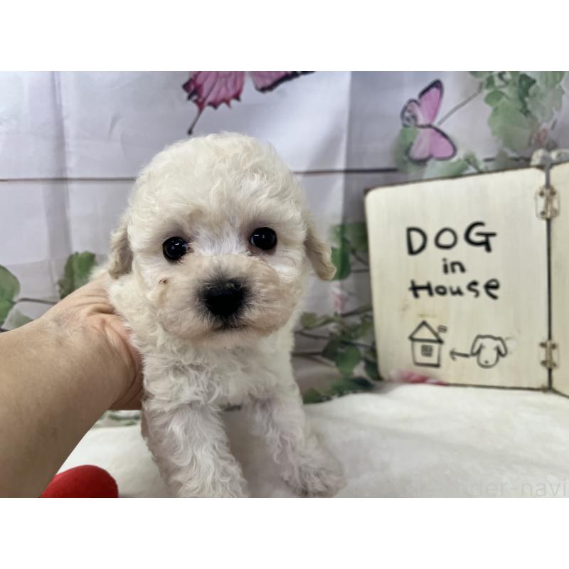 販売中の愛知県のビションプー:ビションフリーゼ×トイプードル-444784の3枚目