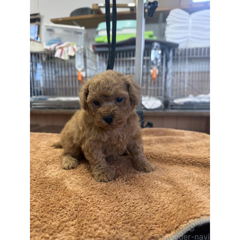 販売中の栃木県のタイニープードル-444786の8枚目