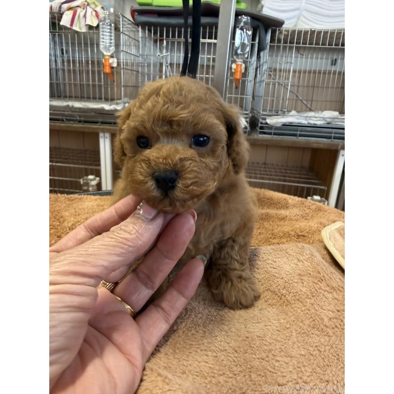 販売中の栃木県のタイニープードル-444786の7枚目