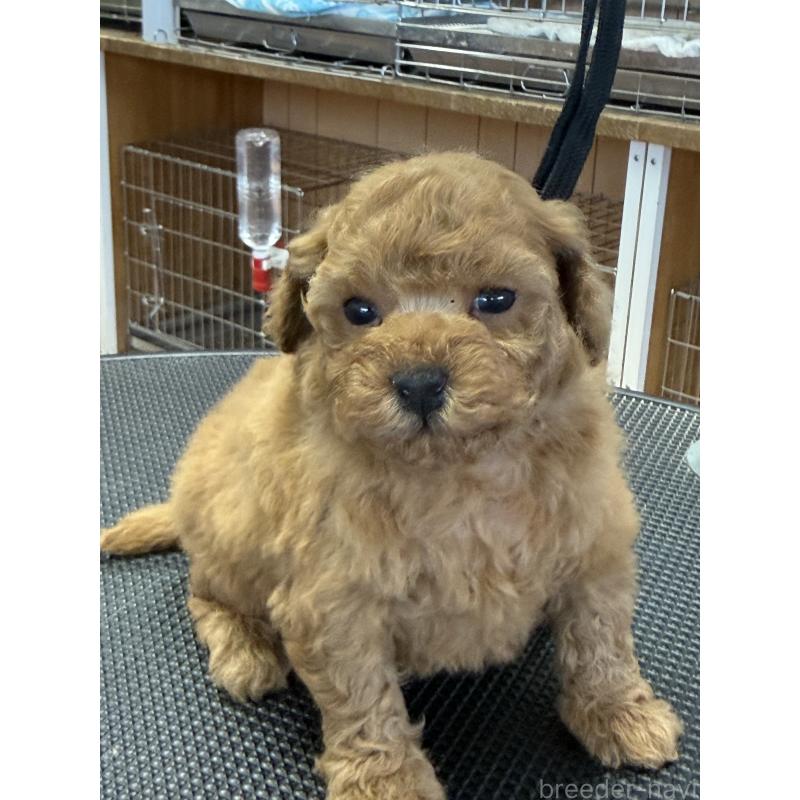 販売中の栃木県のタイニープードル-444786の6枚目