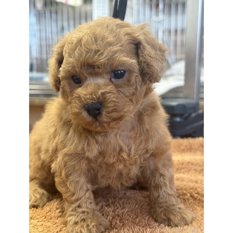 販売中の栃木県のタイニープードル-444786の5枚目