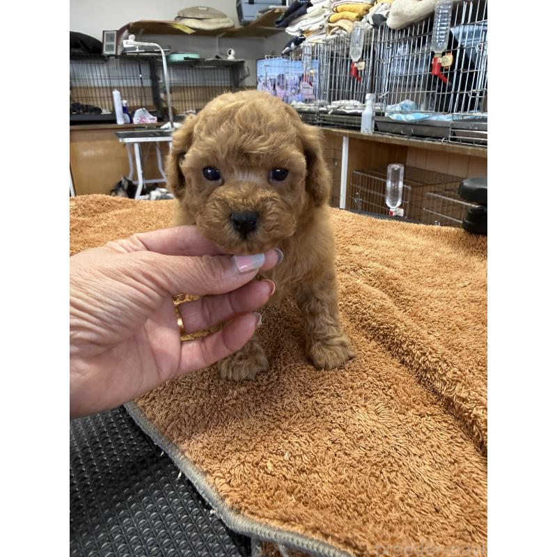 販売中の栃木県のタイニープードル-444786の3枚目