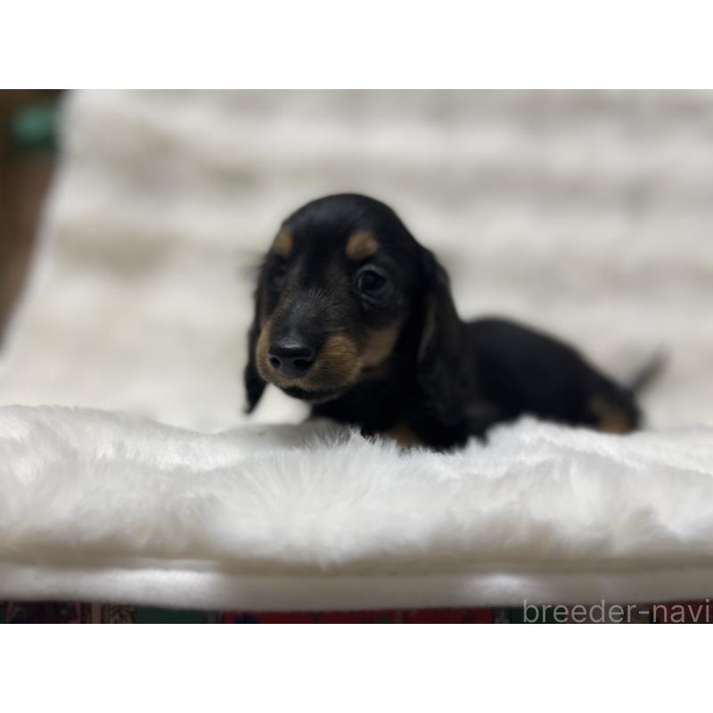 成約済の愛知県のミニチュアダックスフンド(ロングヘアード)-437051の3枚目