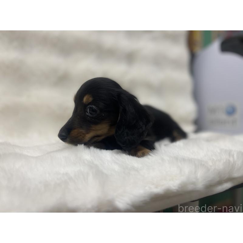 成約済の愛知県のミニチュアダックスフンド(ロングヘアード)-437051の2枚目