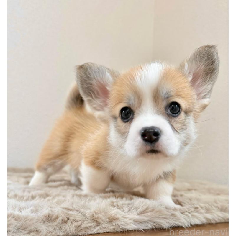 商談中の千葉県のウェルシュコーギーペンブローク-437679の4枚目