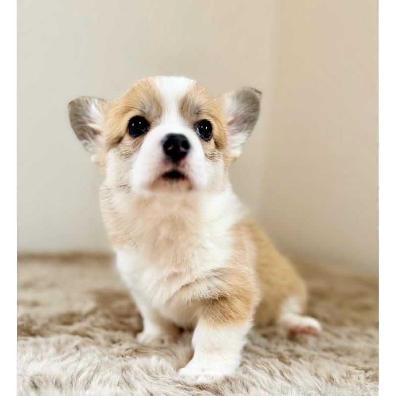 商談中の千葉県のウェルシュコーギーペンブローク-437679の2枚目