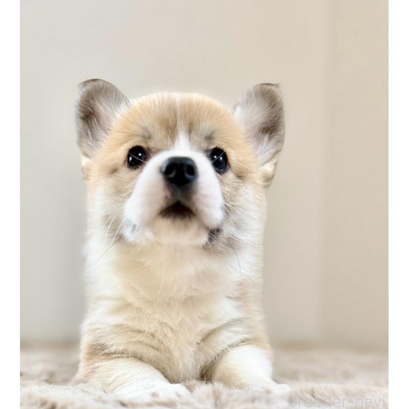 商談中の千葉県のウェルシュコーギーペンブローク-437688の3枚目