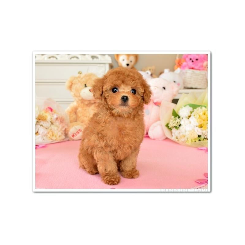 販売中の岩手県のティーカッププードル-438601の3枚目