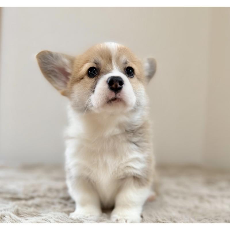 販売中の千葉県のウェルシュコーギーペンブローク-437533の3枚目