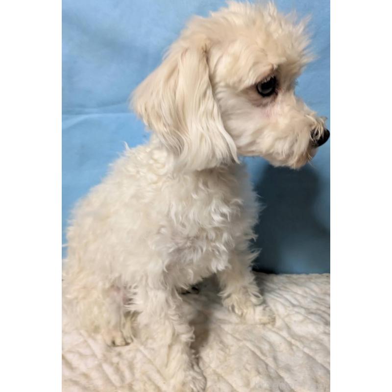 販売中の埼玉県のマルプー:マルチーズ×トイプードル-444788の6枚目