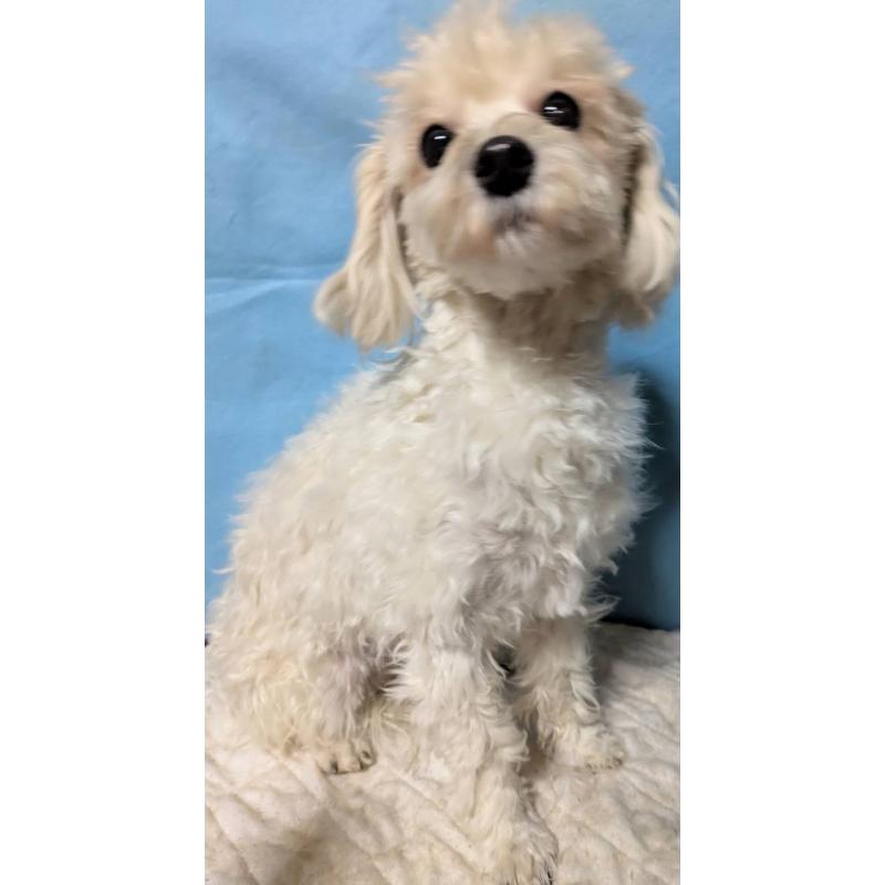 販売中の埼玉県のマルプー:マルチーズ×トイプードル-444788の1枚目