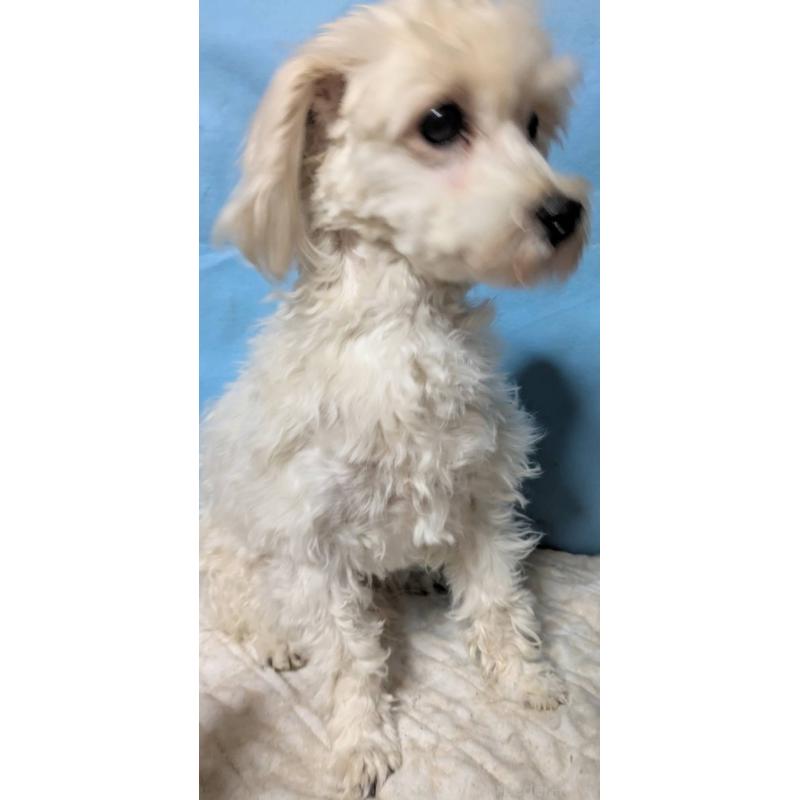 販売中の埼玉県のマルプー:マルチーズ×トイプードル-444788の5枚目