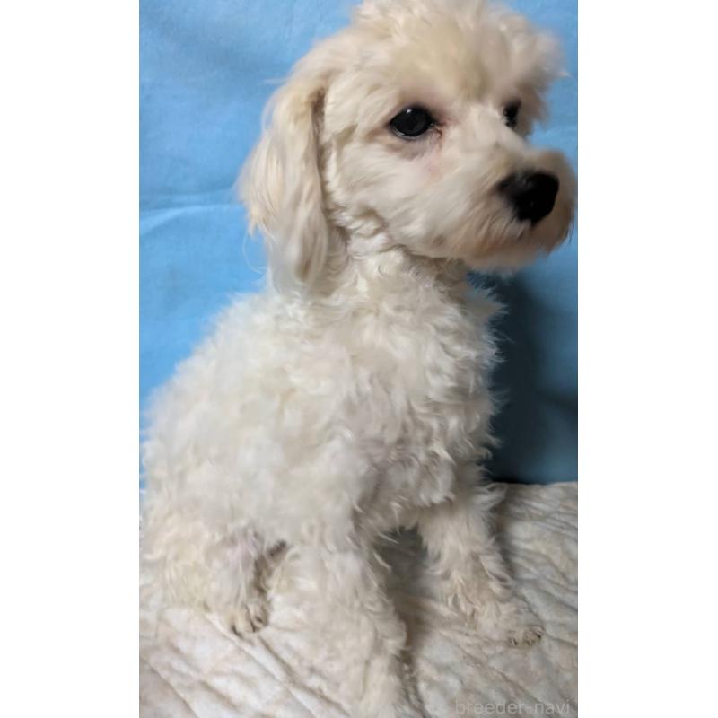 販売中の埼玉県のマルプー:マルチーズ×トイプードル-444788の4枚目