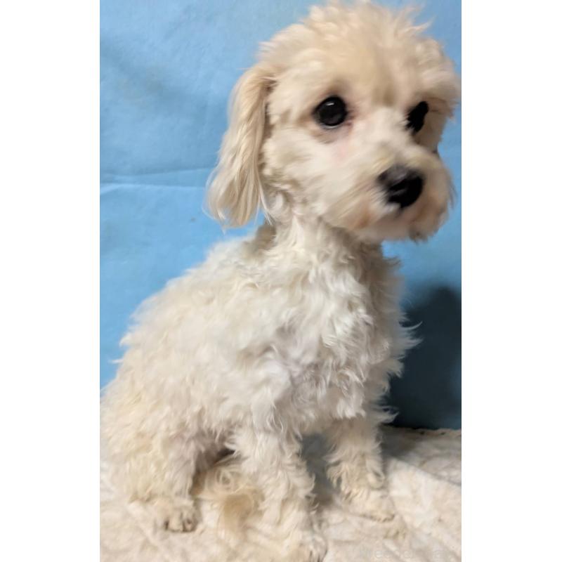 販売中の埼玉県のマルプー:マルチーズ×トイプードル-444788の3枚目