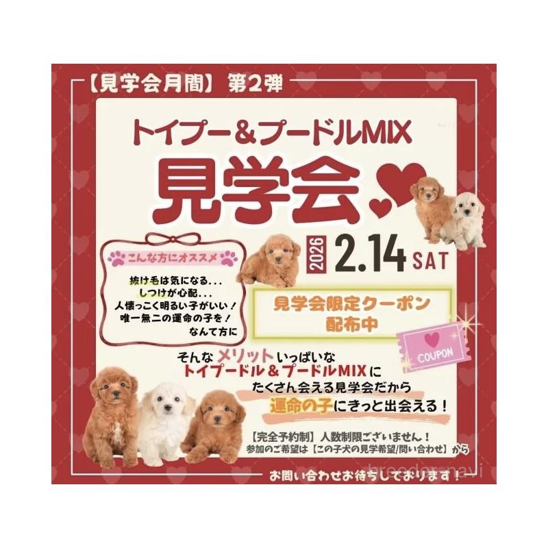 販売中の栃木県のトイプードル-444410の3枚目