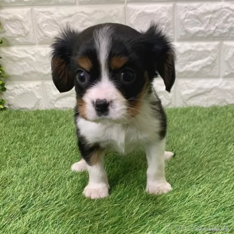 販売中の愛知県のキャバリアキングチャールズスパニエル-441378