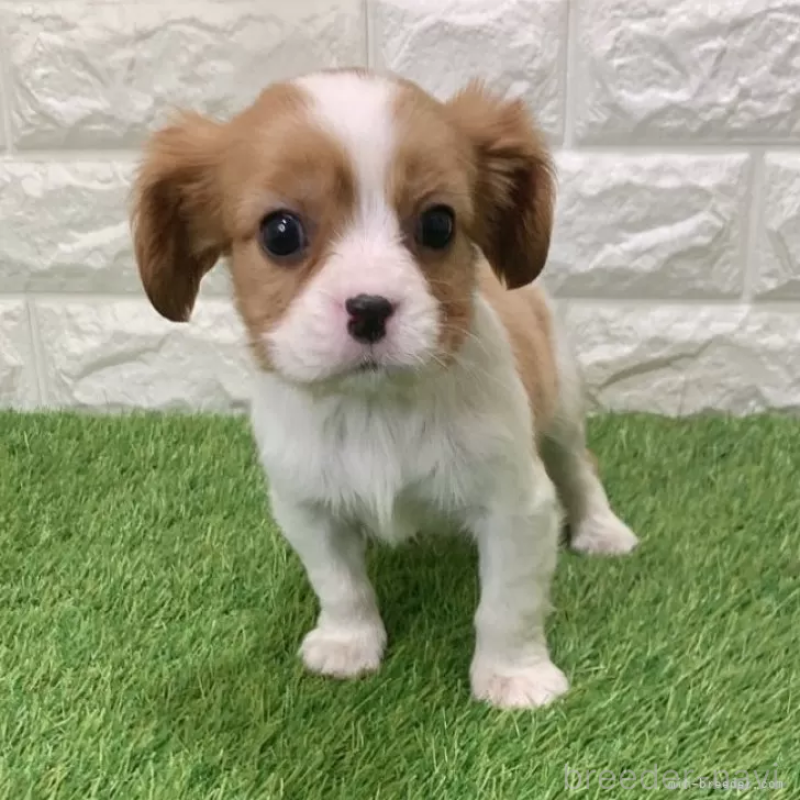 販売中の愛知県のキャバリアキングチャールズスパニエル-441371