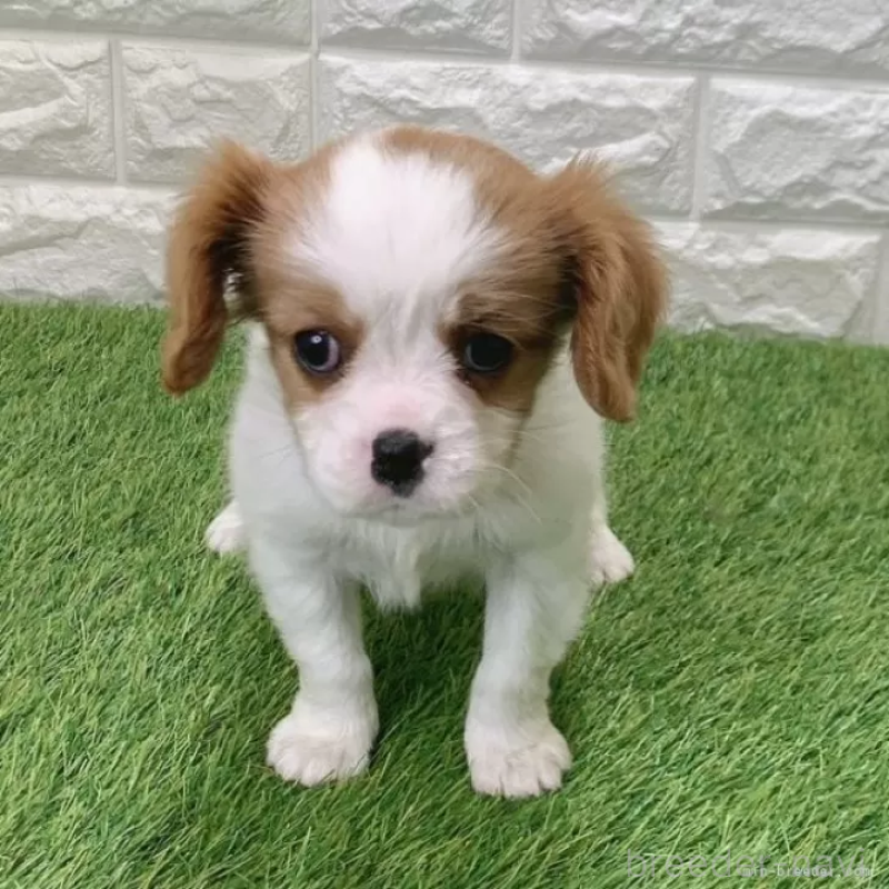 販売中の愛知県のキャバリアキングチャールズスパニエル-441379
