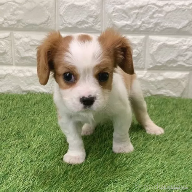 販売中の愛知県のキャバリアキングチャールズスパニエル-441375