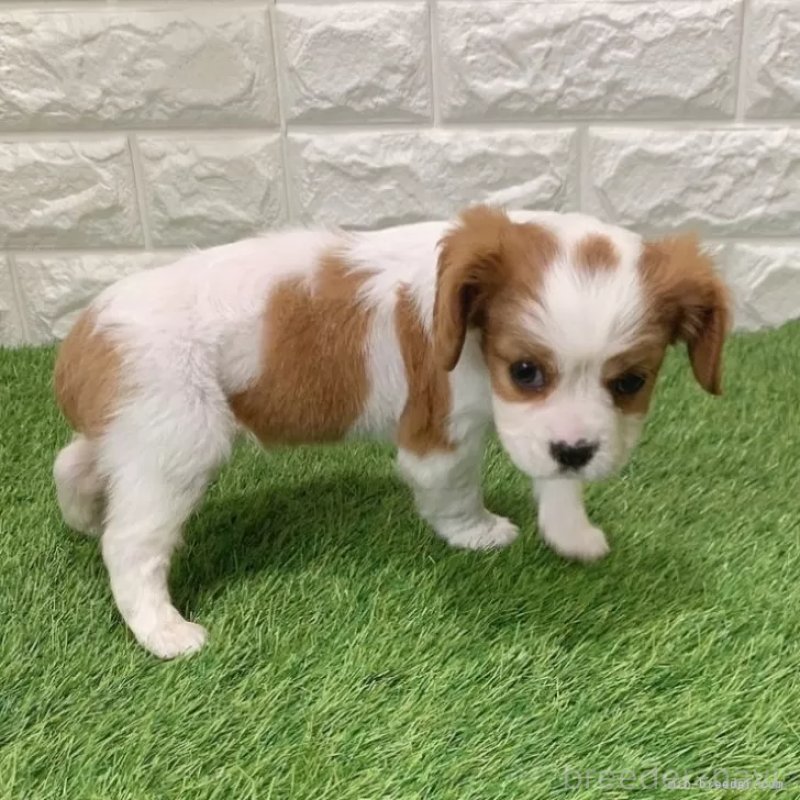 販売中の愛知県のキャバリアキングチャールズスパニエル-441375の5枚目